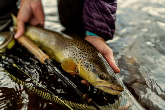 Sage R8 Classic Fly Rods