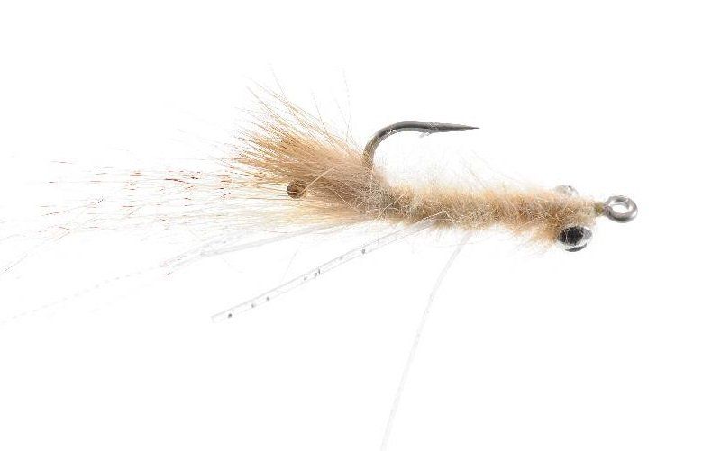 Ghost Shrimp - Tan