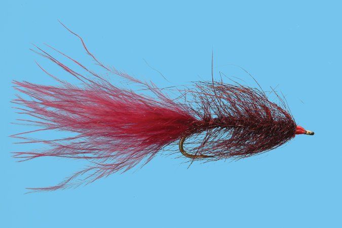 Hale Bopp Leech