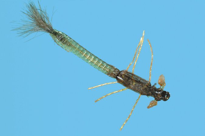 Solitude Ultra Damsel Nymph - Olive
