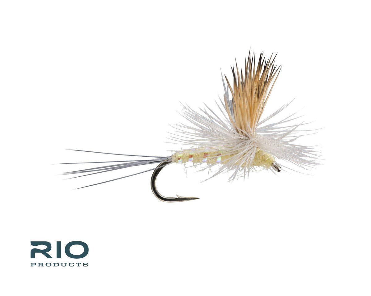 RIO Para Wulff - PMD #18