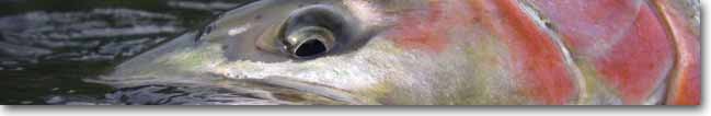 About Steelheadbum
