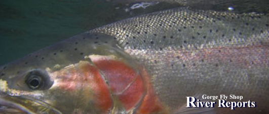 Gorge Fly Shop River Reports