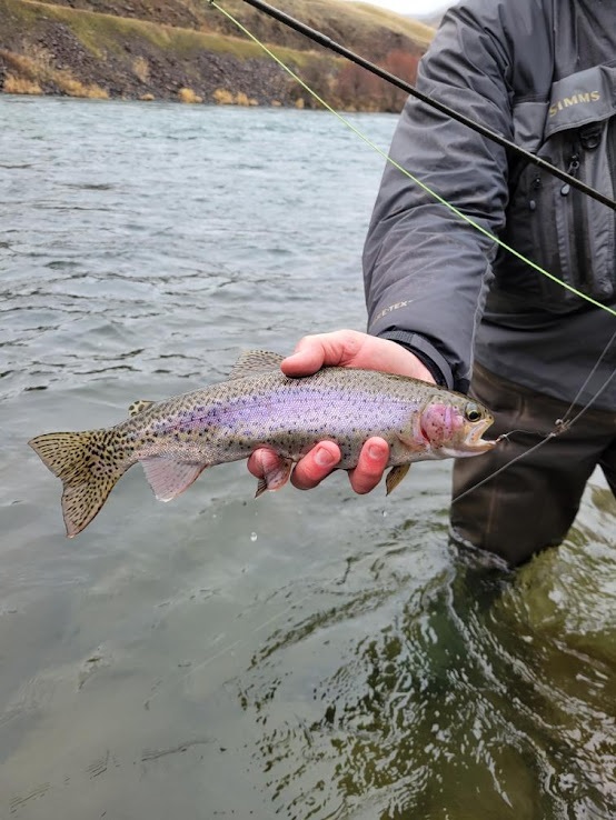 Montana fishing report: Summer heat means low flows, dry flies