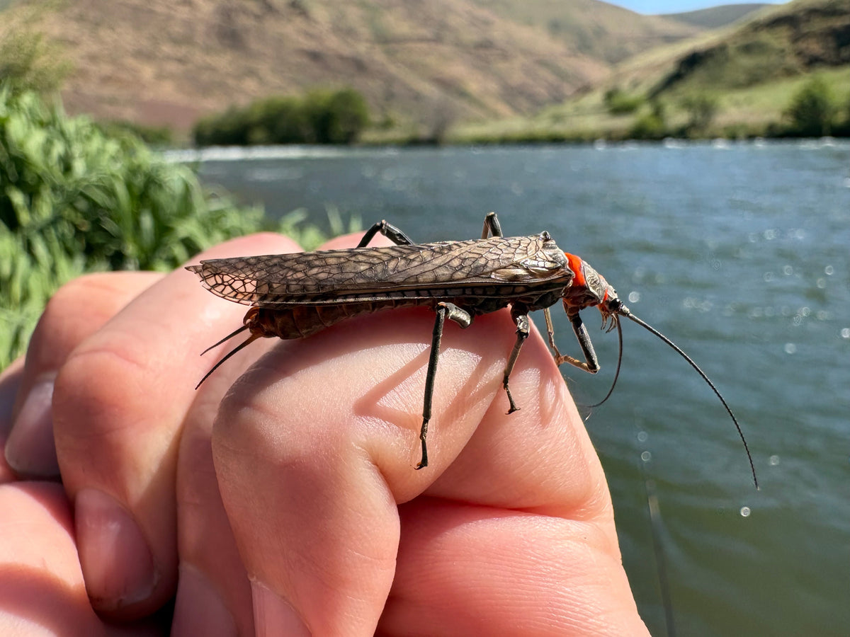 Prepare for the Stonefly Hatch