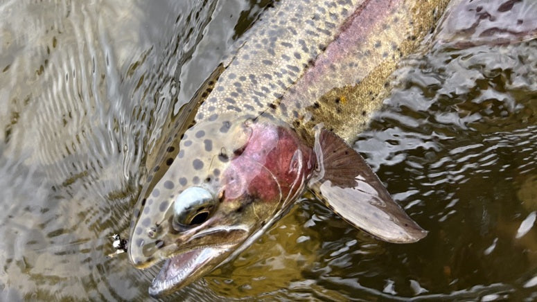 June Fishing Report