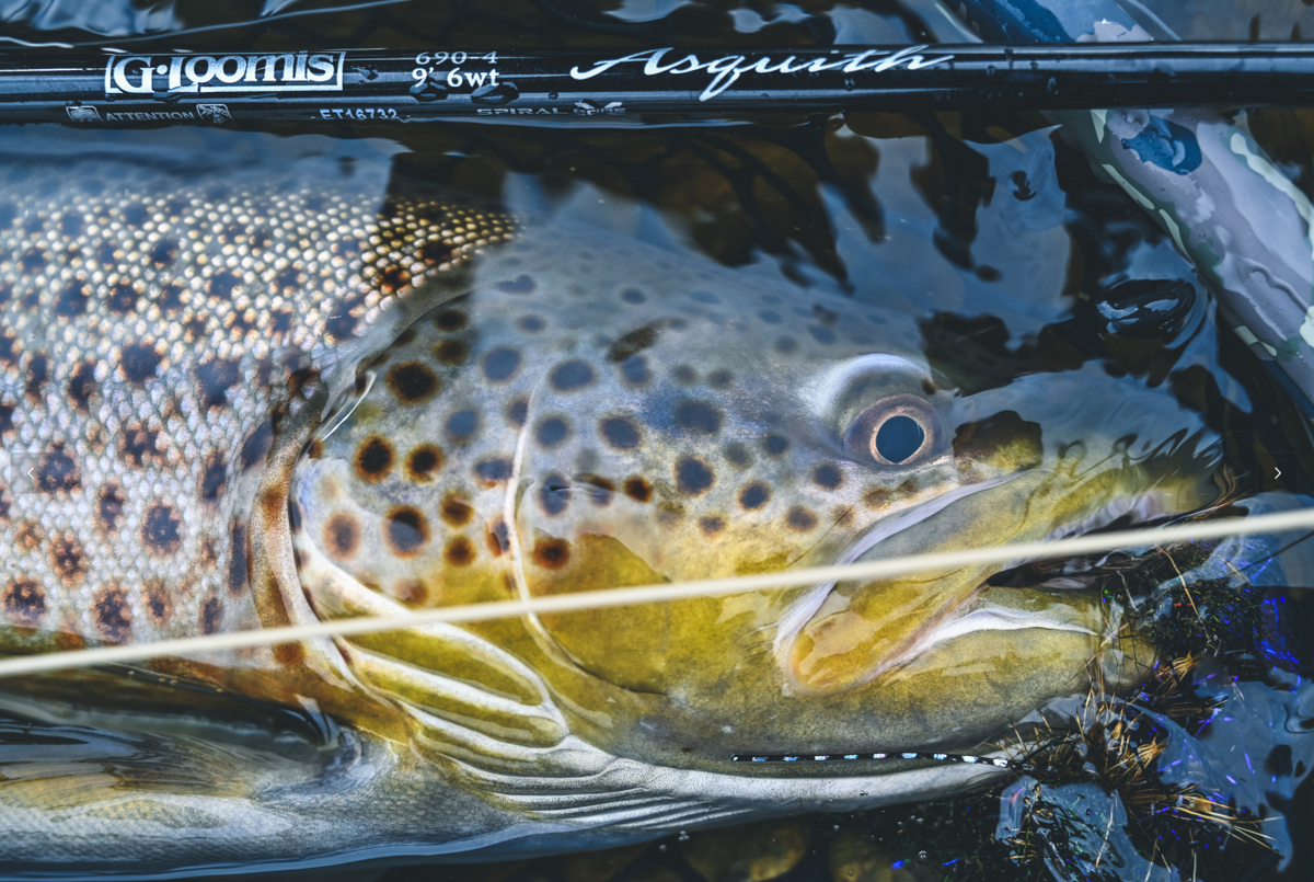 Freshwater Fly Lines - Asquith | Shop Gorge Fly Shop