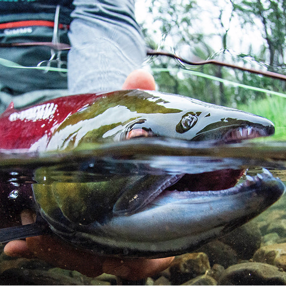 Alaska West Hero Shot - Salmon Catch with Simms Waders & Sage Igniter Rod