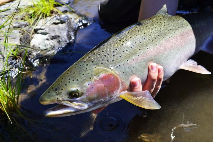 Steelhead Flies
