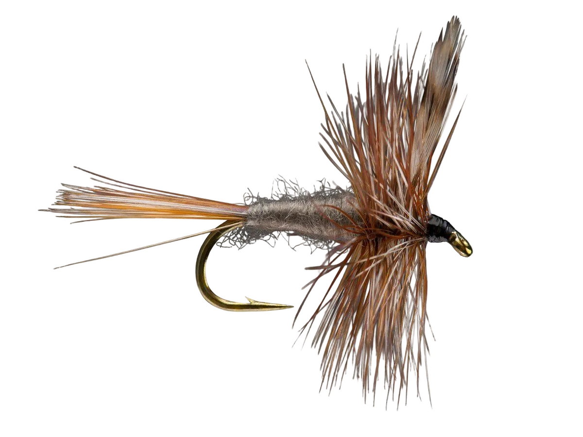 RIO Adams Irresistible - #14