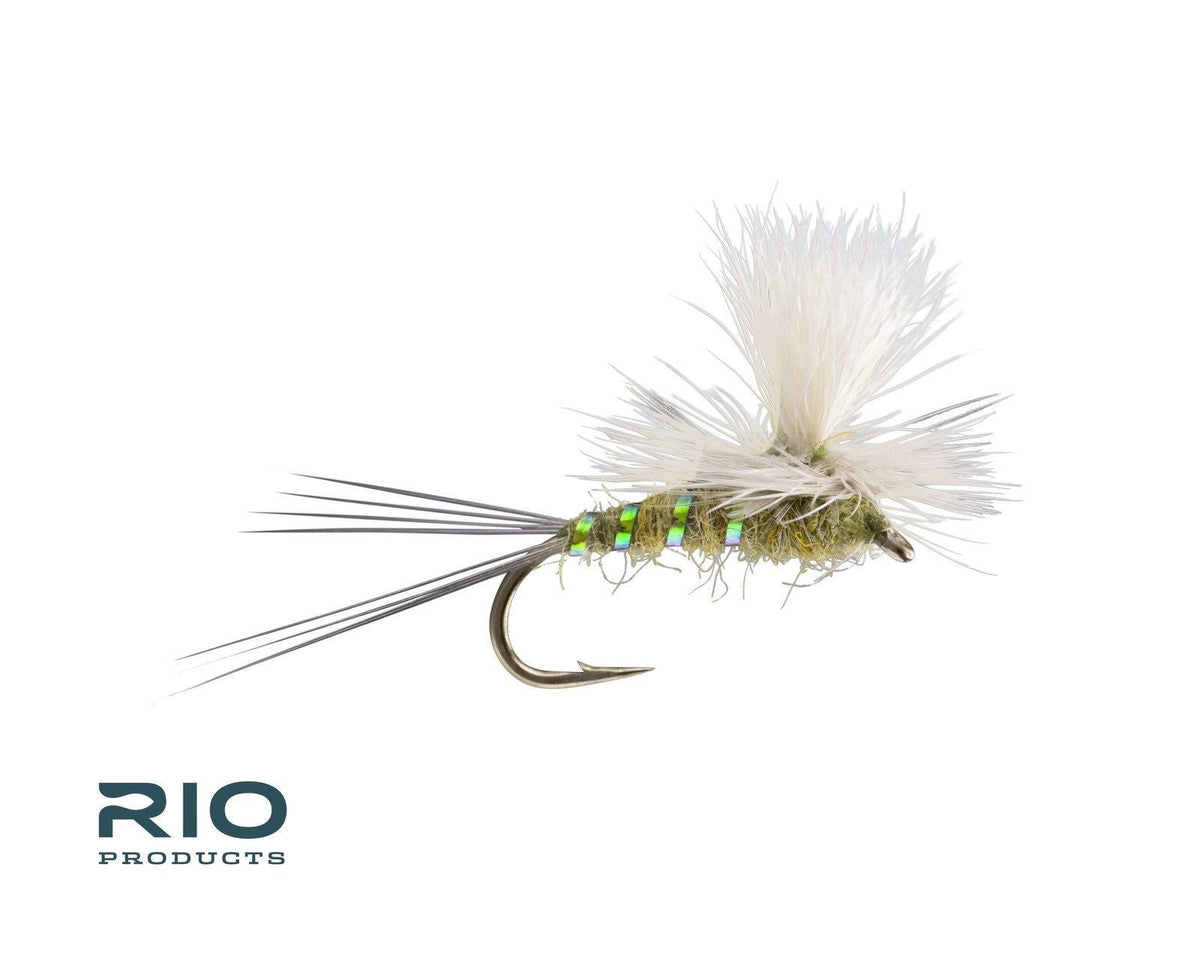 RIO Para Wulff - BWO #18