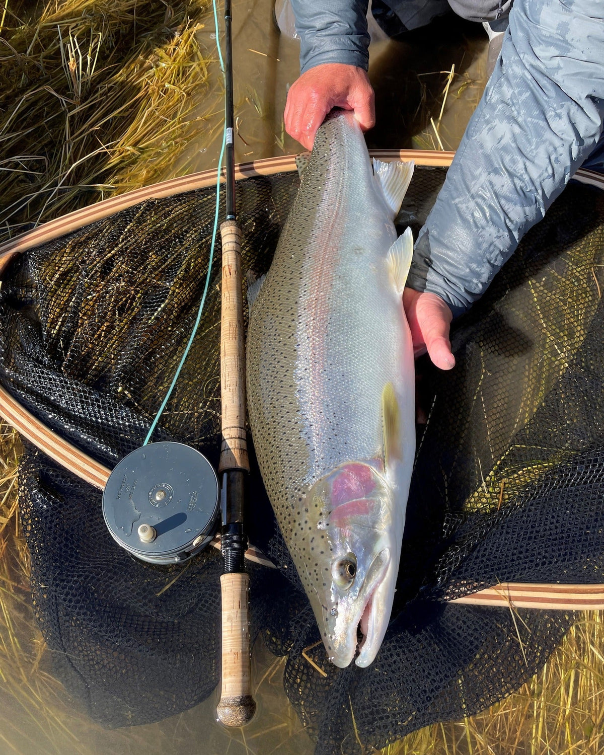Person holding a Steelhead fish next to a  spey seetup fishing rod and net on a grassy bank