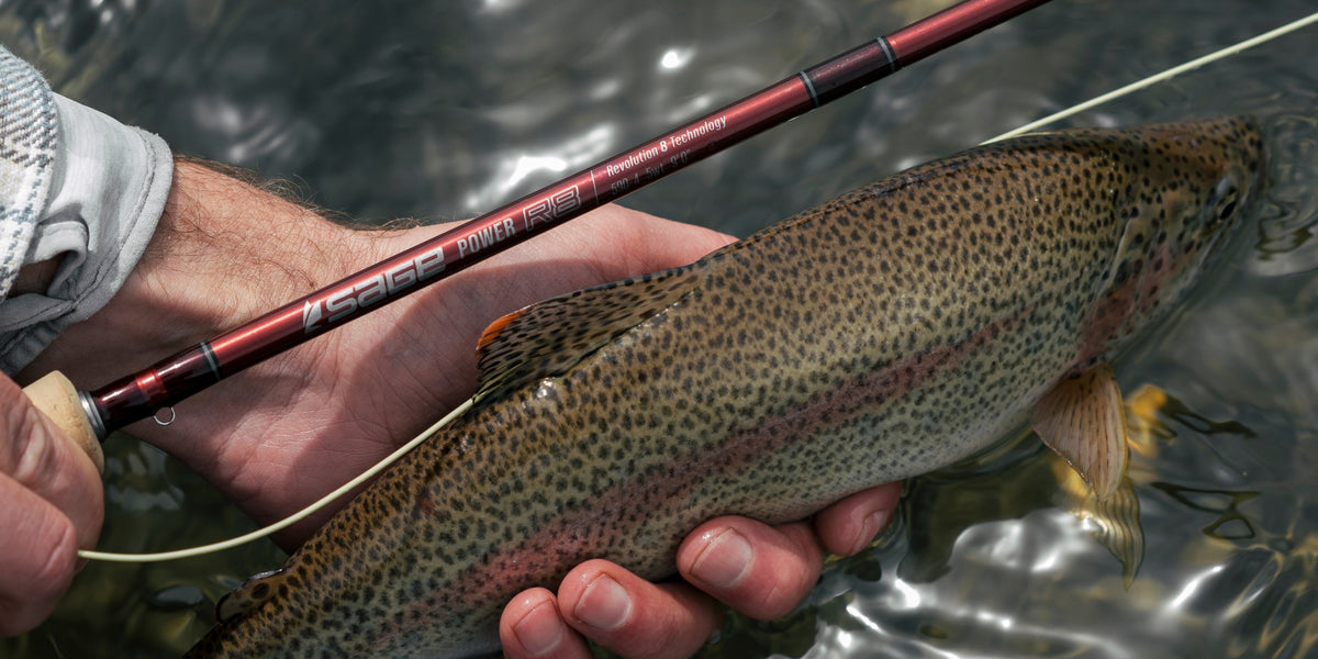 Sage Power R8 - Trout release