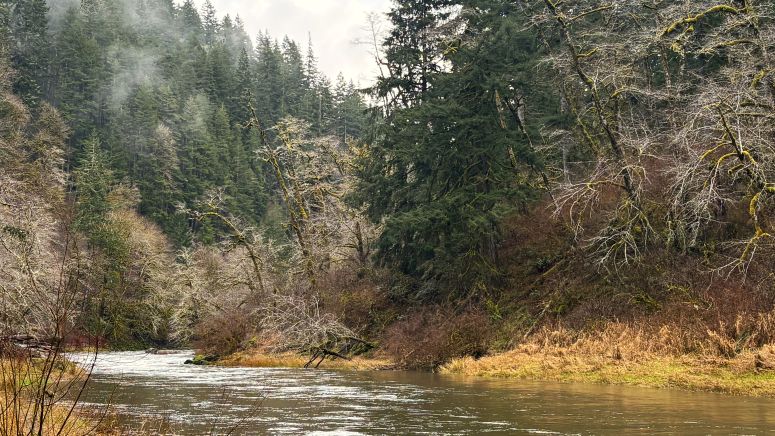 River flowing through a forest with misty conditions