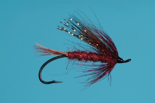 Larimer's Brazilian fly