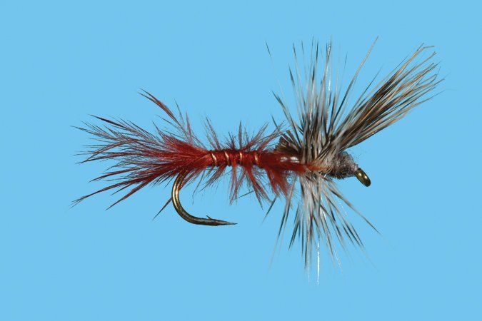 Callibaetis Cripple