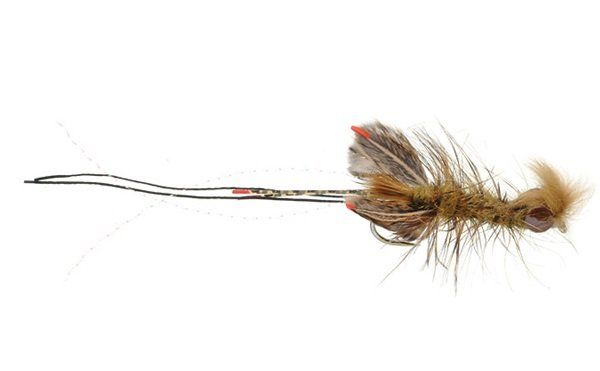 Near Nuff Crayfish - Brown