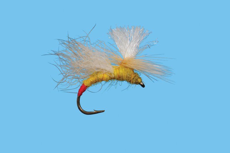 Snow Shoe Yellow Sallie