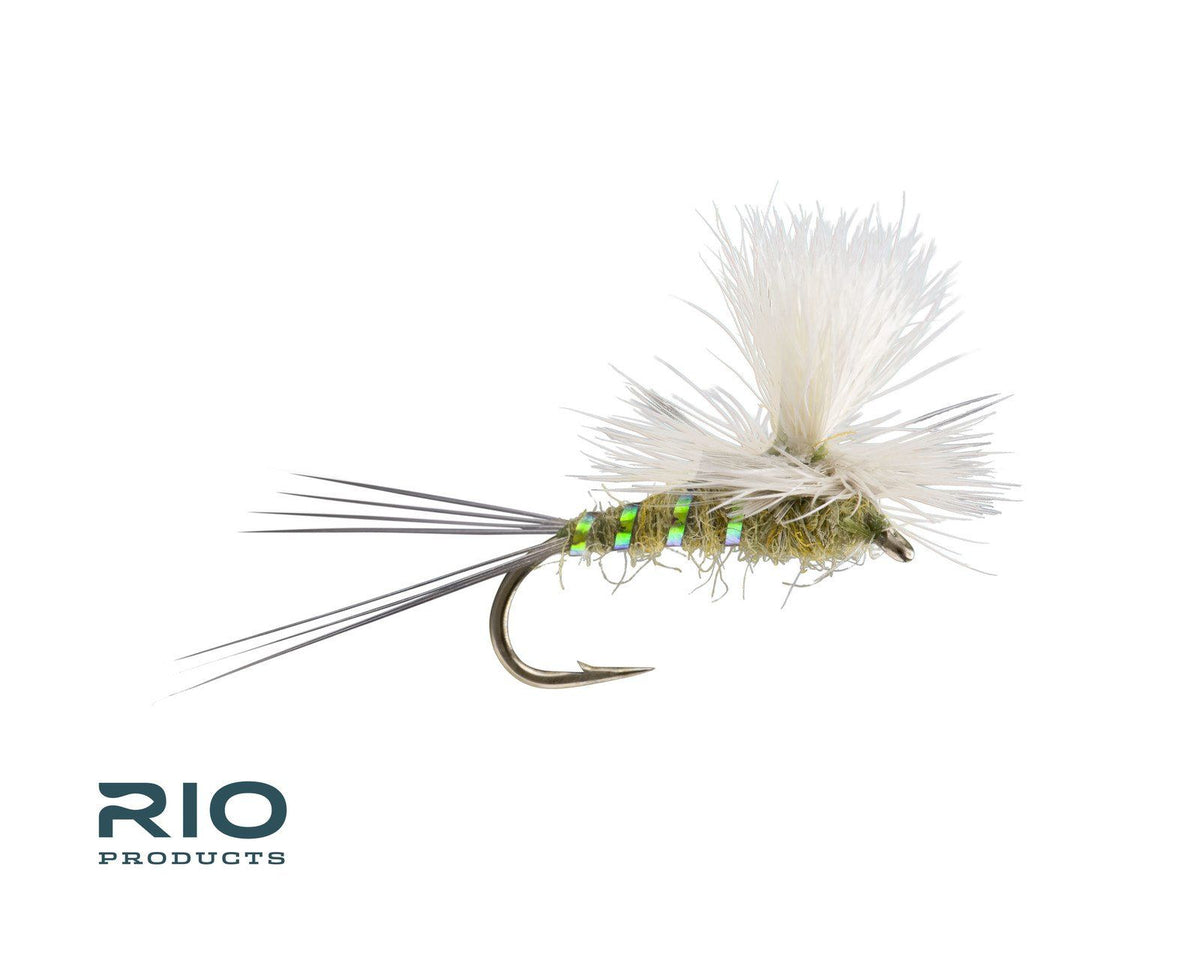 RIO Para Wulff - BWO #18