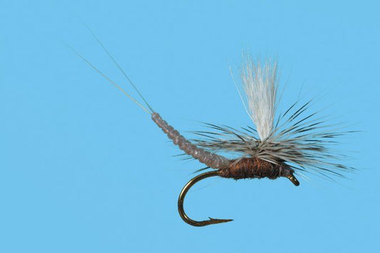 Para Ext. Body Callibaetis