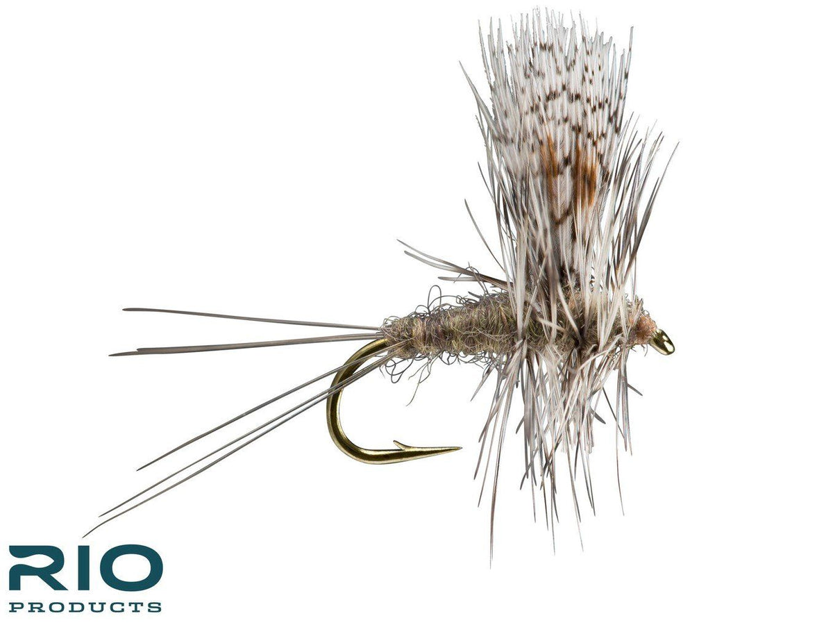RIO Thorax - Callibaetis