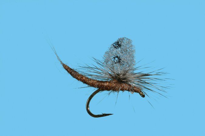 Callibaetis Ext. Body