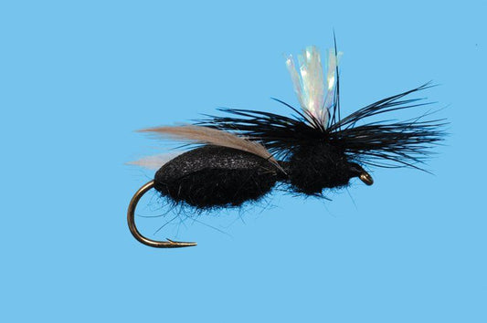 Carpenter Ant Black