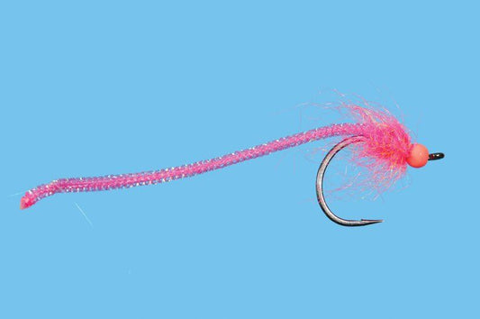 Egg Lace Worm